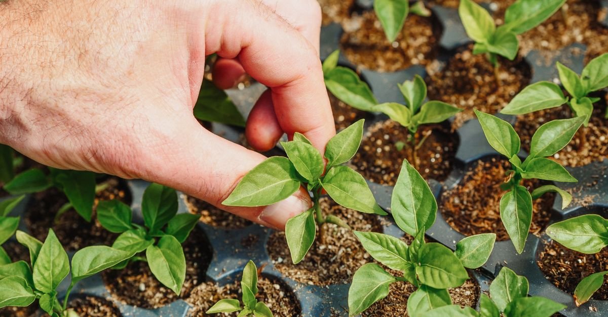 Hand nurturing a growing plant sprout representing building positions through a crypto bear market